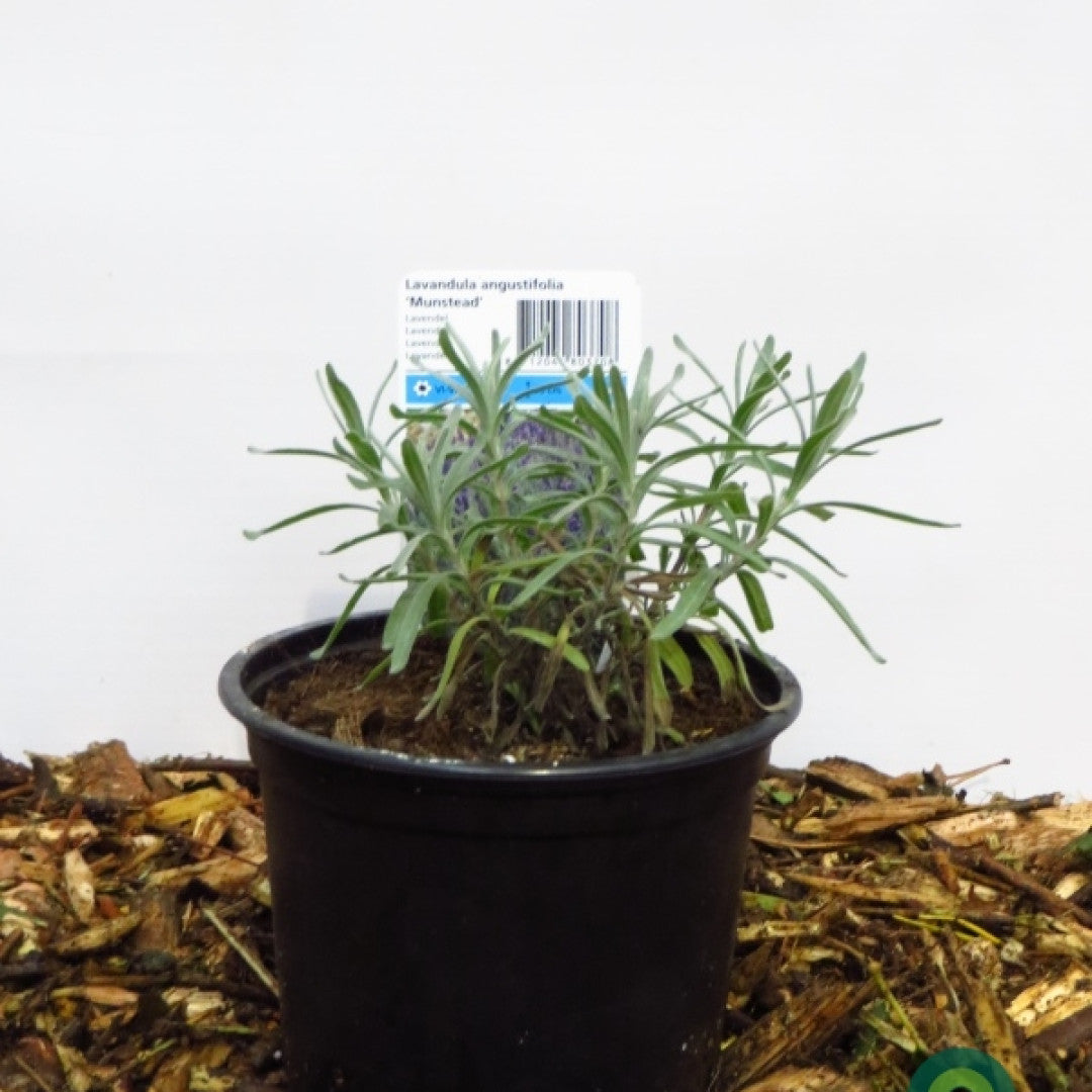 Lavandula angustifolia 'Munstead'