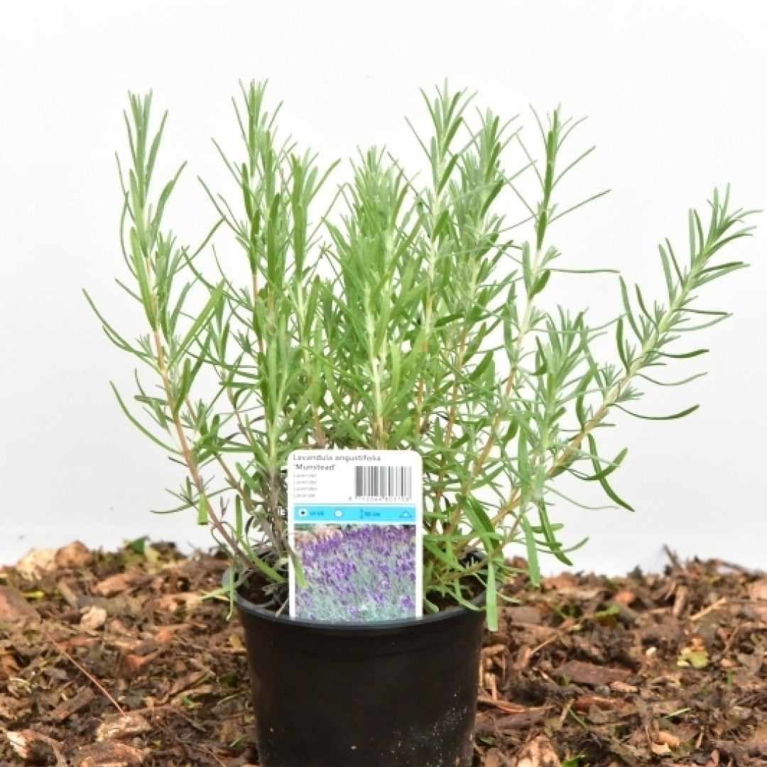 Lavandula angustifolia 'Munstead'