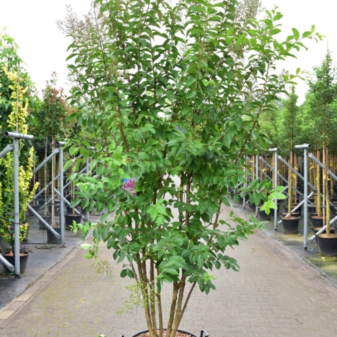 Lagerstroemia 'Muskogee'