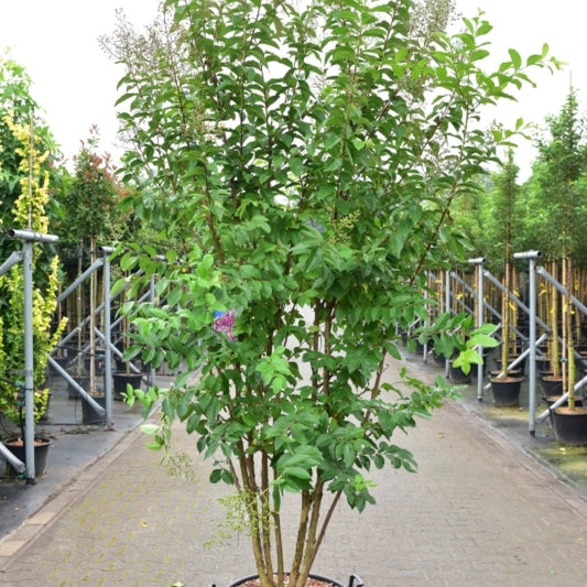 Lagerstroemia 'Muskogee'