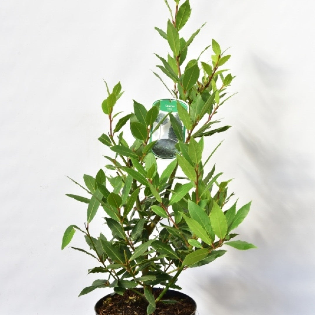 Laurus nobilis