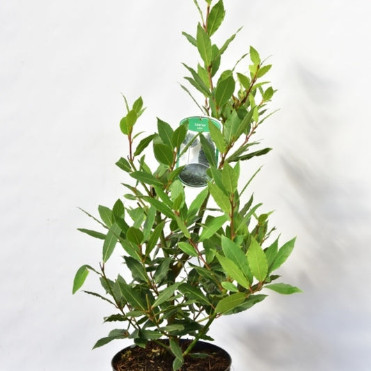 Laurus nobilis