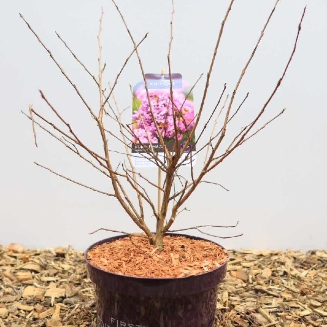 Lagerstroemia 'Purple Magic'