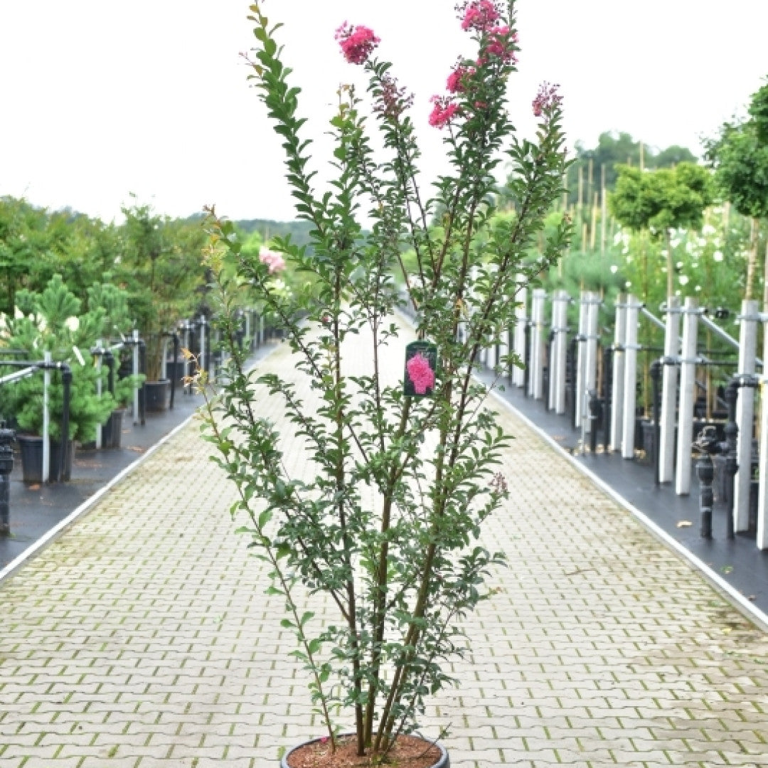 Lagerstroemia 'Tuscarora'