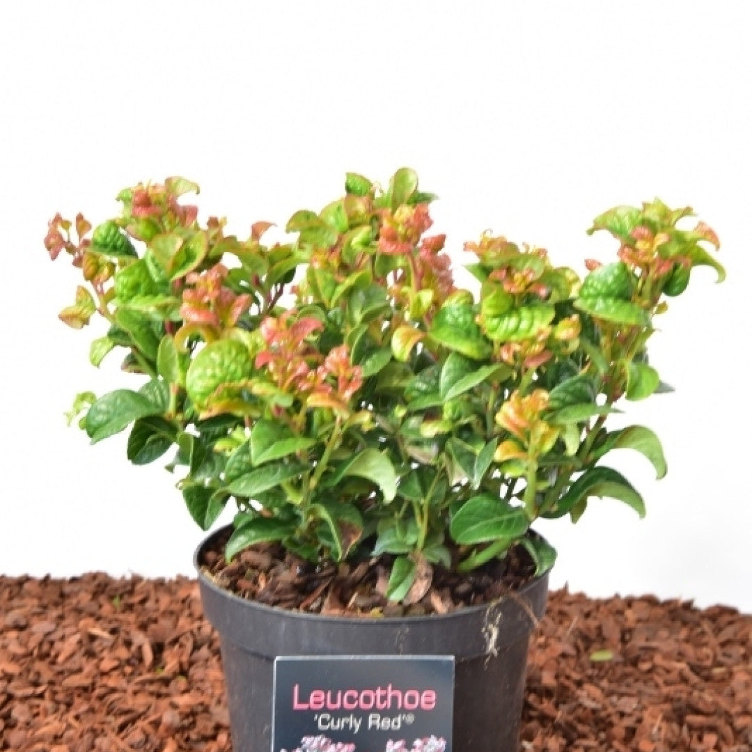 Leucothoe axillaris 'Curley Red'