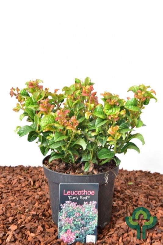 Leucothoe axillaris 'Curley Red'
