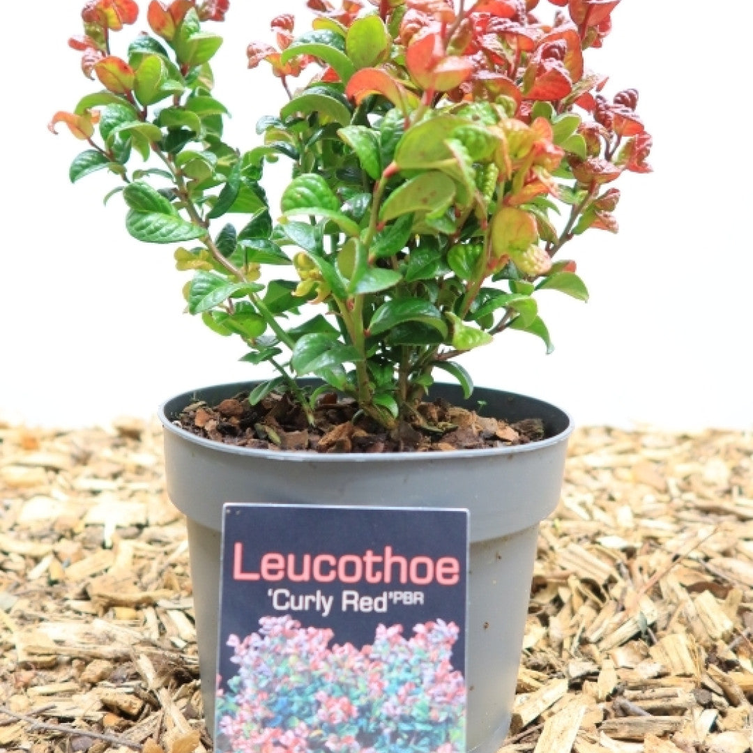 Leucothoe axillaris 'Curley Red'