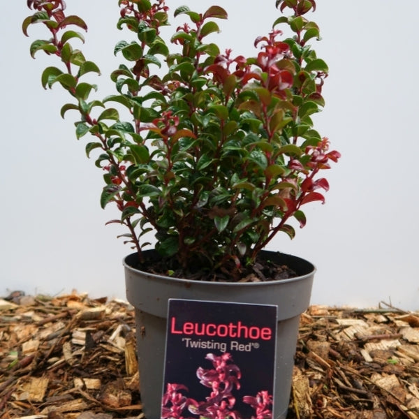 Leucothoe axillaris 'Twisting Red'