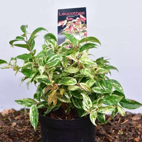 Leucothoe fontanesiana 'Makijaz' ®
