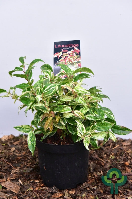 Leucothoe fontanesiana 'Makijaz' ®