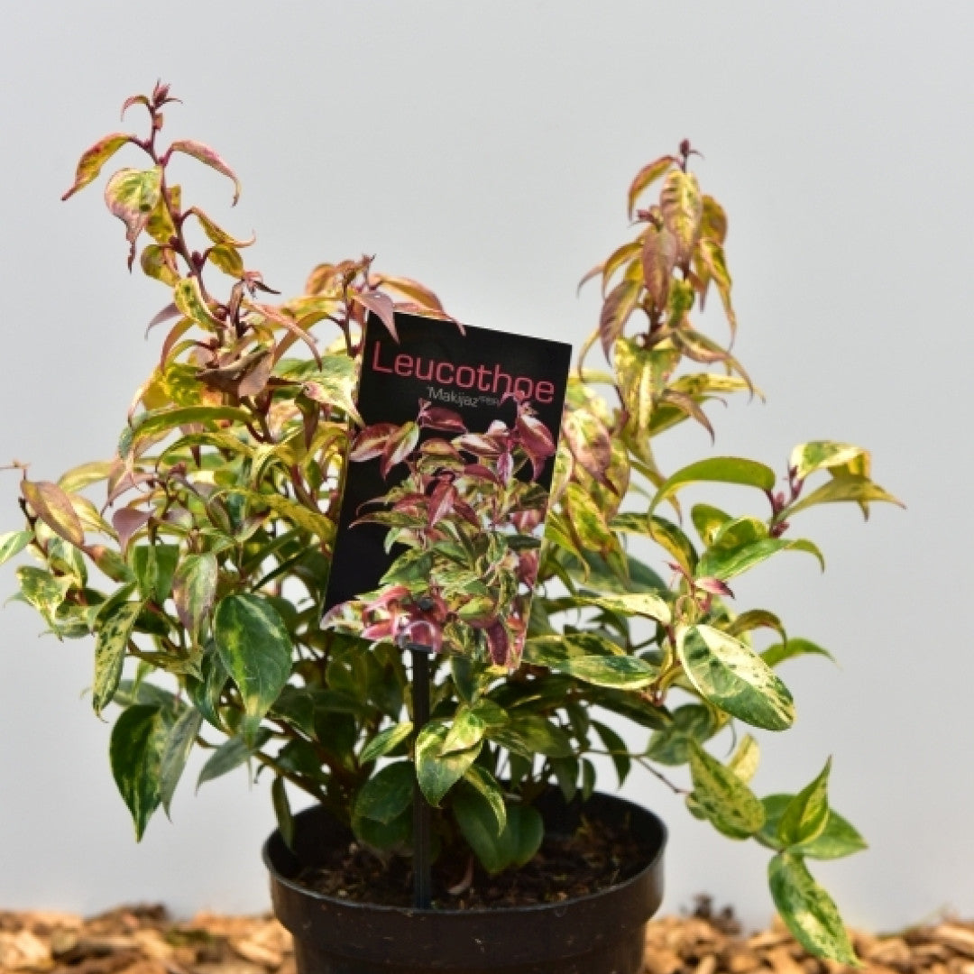 Leucothoe fontanesiana 'Makijaz' ®