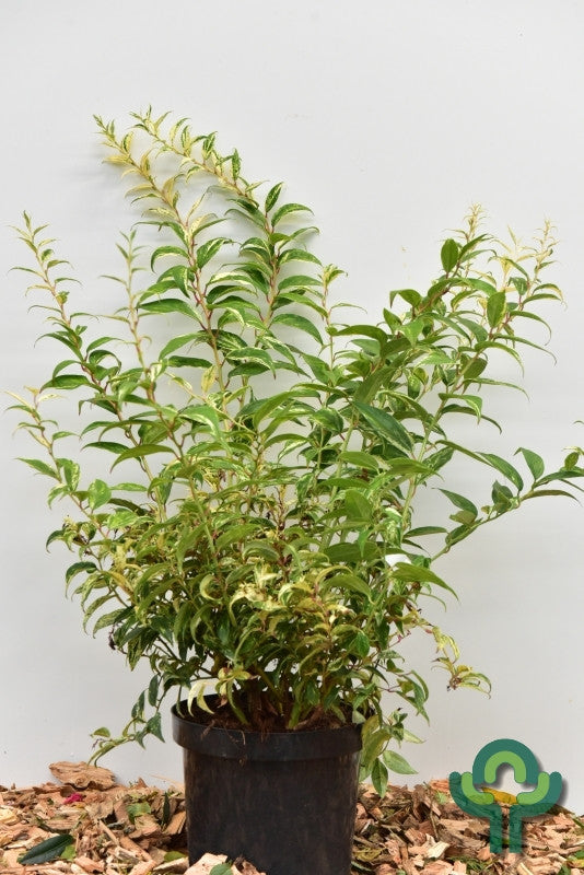 Leucothoe fontanesiana 'Makijaz' ®