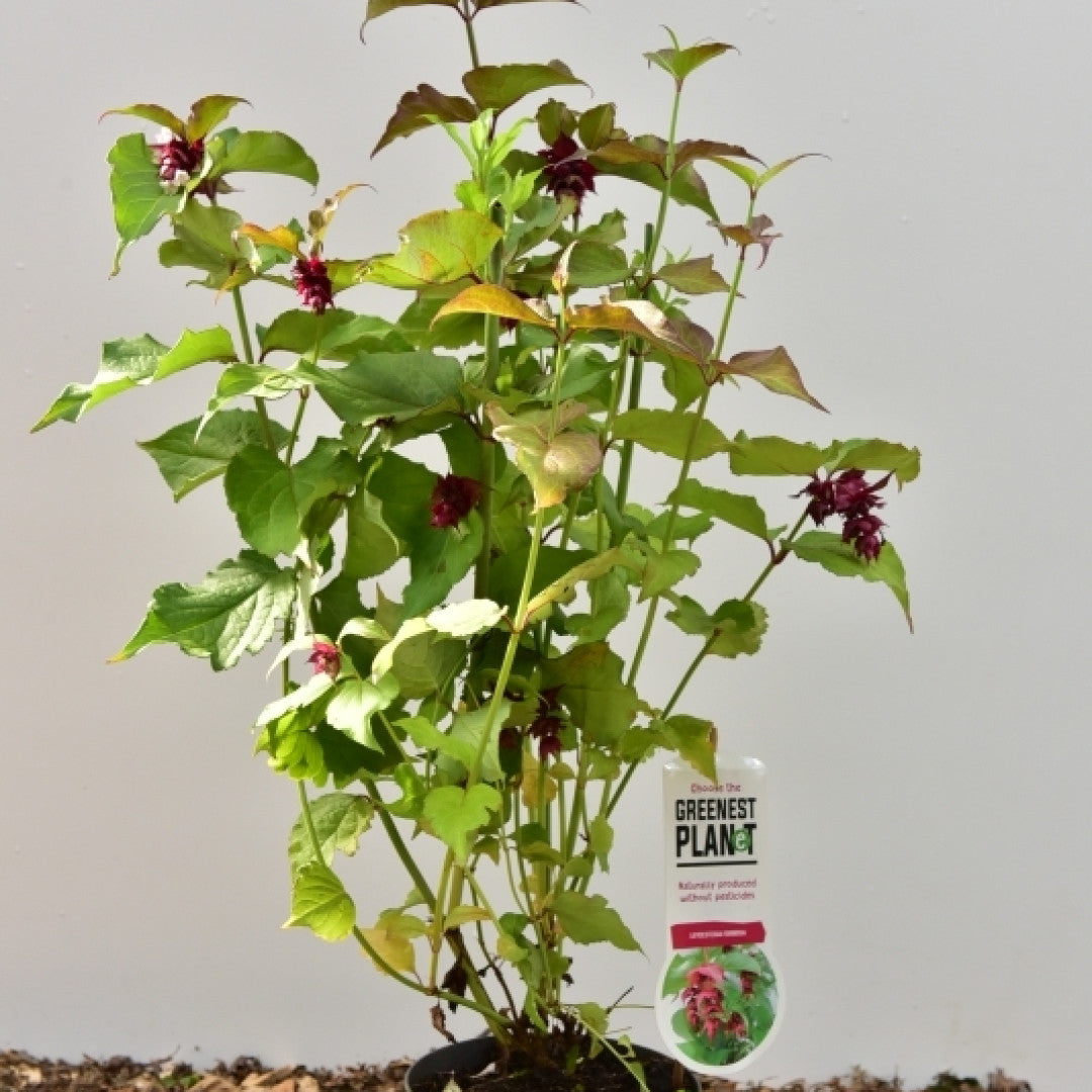 Leycesteria formosa