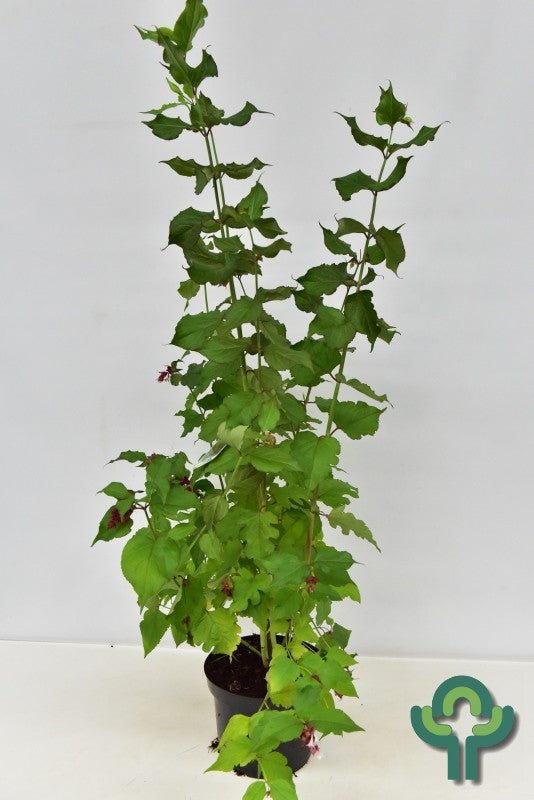 Leycesteria formosa 'Purple Rain'