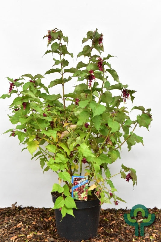 Leycesteria formosa 'Purple Rain'