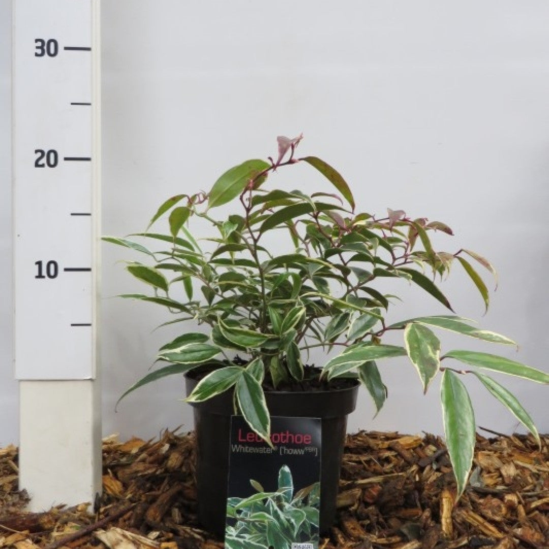 Leucothoe fontanesiana 'Whitewater' ®