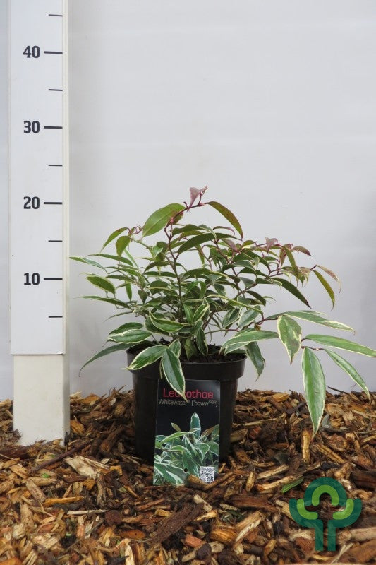 Leucothoe fontanesiana 'Whitewater' ®