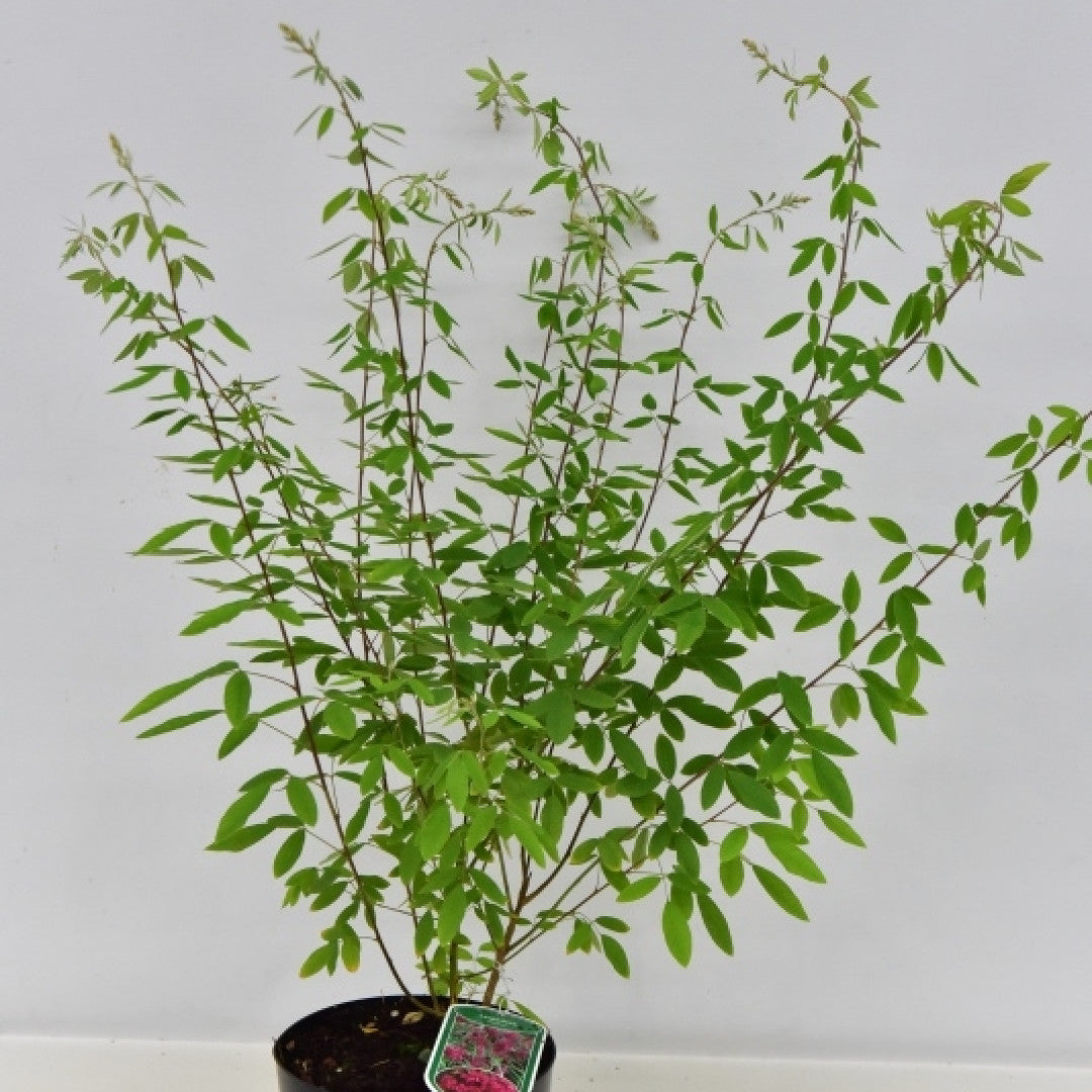 Lespedeza thunbergii