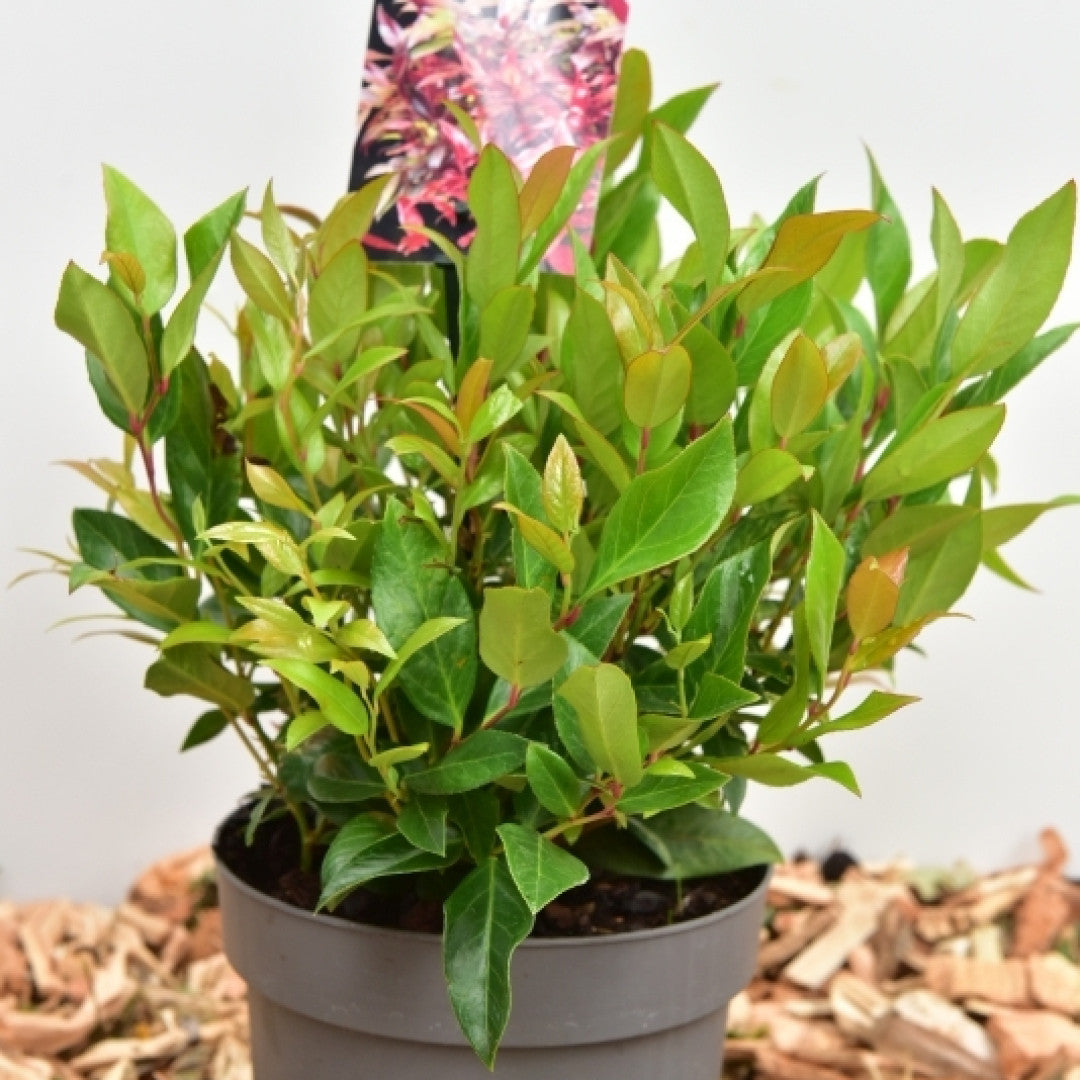 Leucothoe 'Zeblid' (='Scarletta')