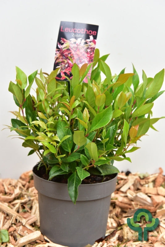 Leucothoe 'Zeblid' (='Scarletta')