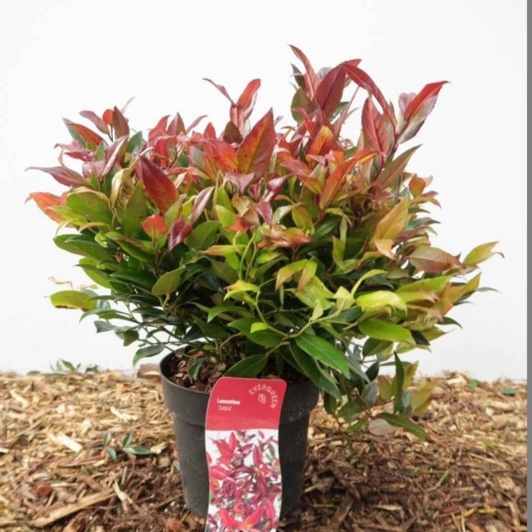 Leucothoe 'Zeblid' (='Scarletta')