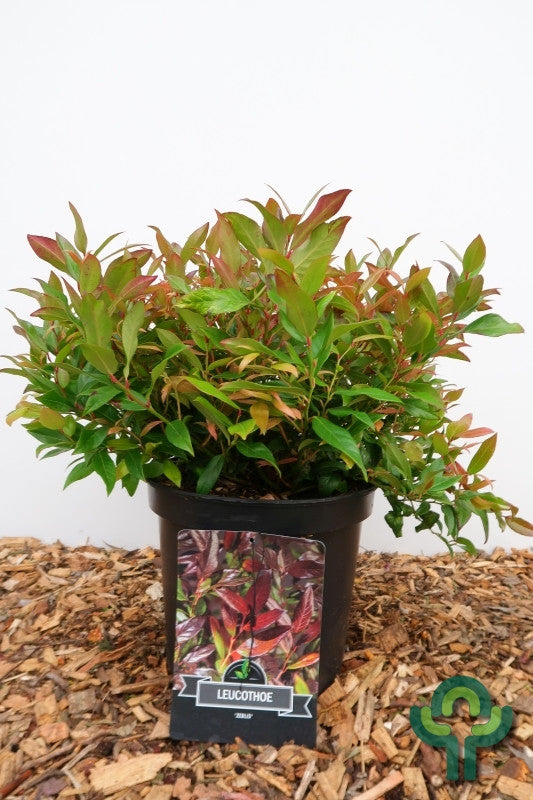 Leucothoe 'Zeblid' (='Scarletta')