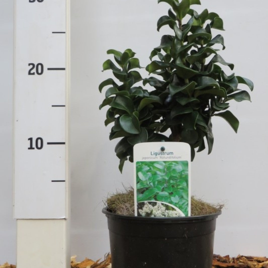Ligustrum japonicum 'Rotundifolium'