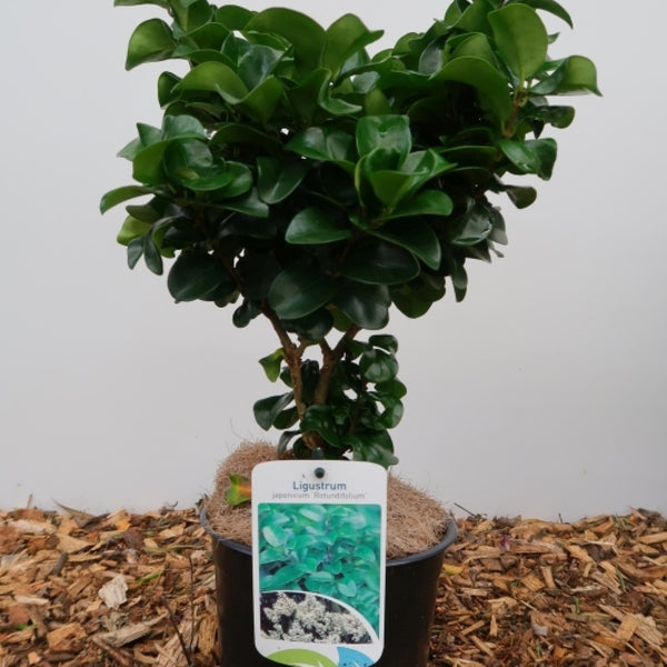 Ligustrum japonicum 'Rotundifolium'