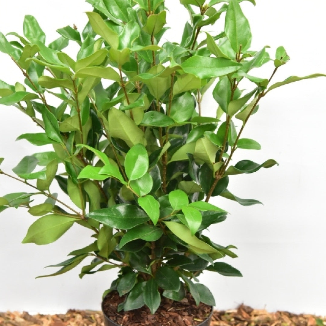 Ligustrum lucidum