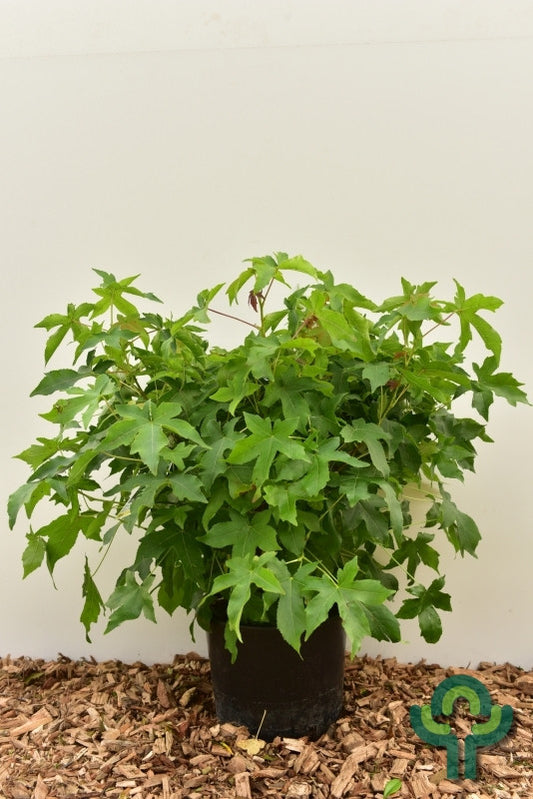 Liquidambar styraciflua 'Gum Ball'