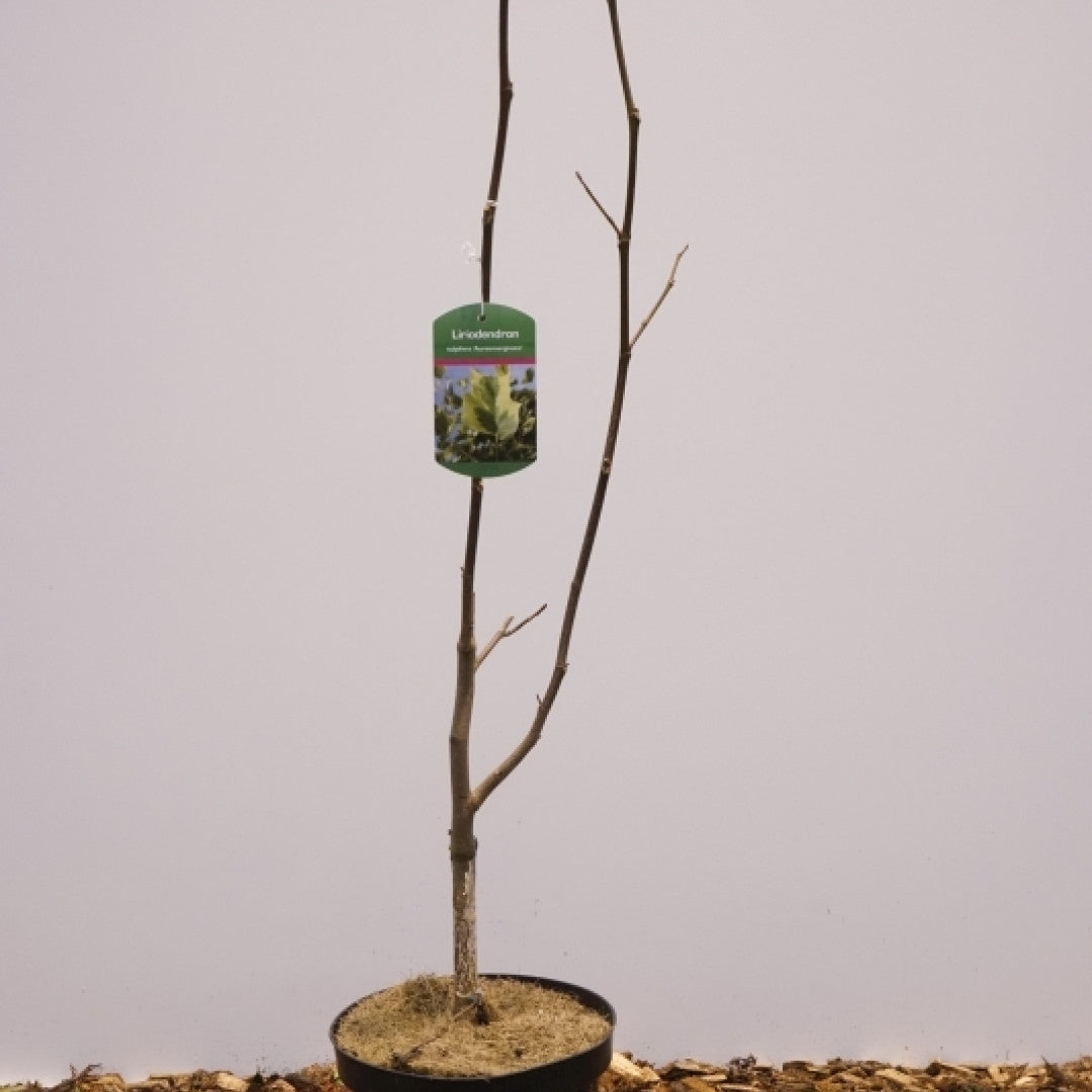 Liriodendron tulipifera 'Aureomarginatum'