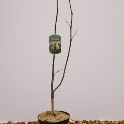 Liriodendron tulipifera 'Aureomarginatum'