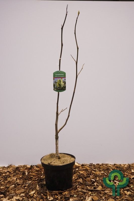 Liriodendron tulipifera 'Aureomarginatum'
