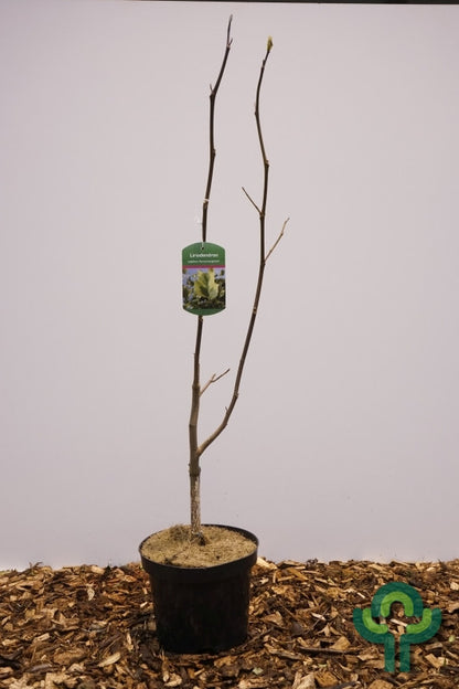 Liriodendron tulipifera 'Aureomarginatum'