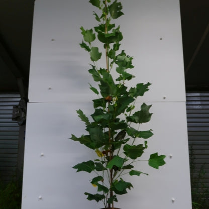Liriodendron tulipifera 'Fastigiatum'