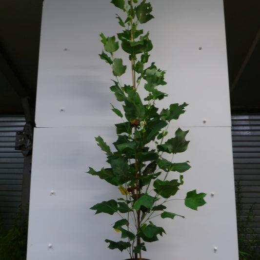 Liriodendron tulipifera 'Fastigiatum'