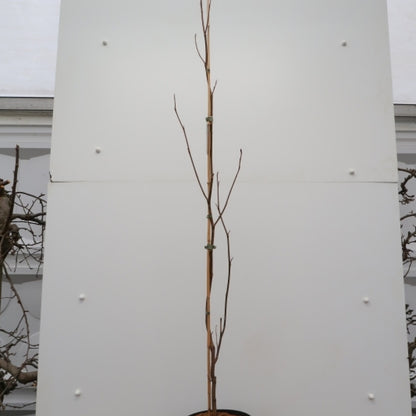 Liriodendron tulipifera 'Fastigiatum'