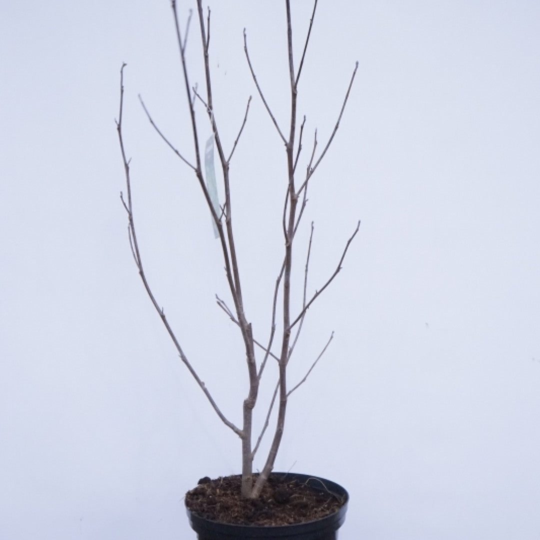Liriodendron tulipifera