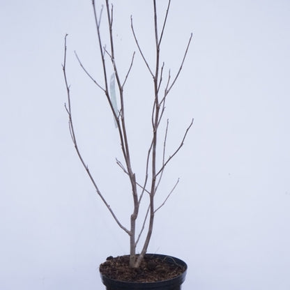 Liriodendron tulipifera
