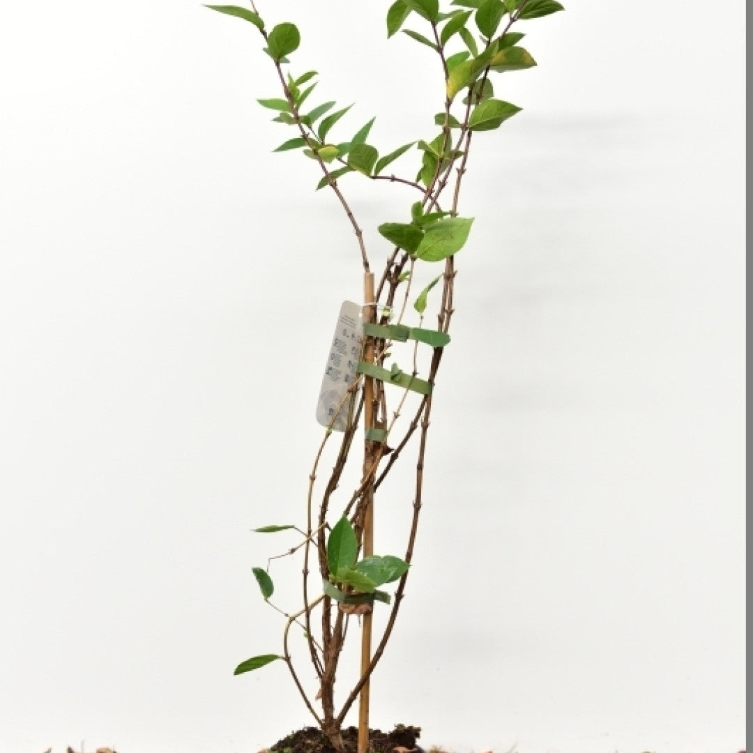 Lonicera fragrantissima