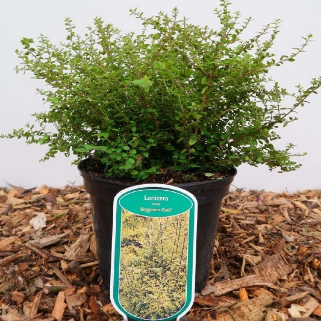 Lonicera nitida 'Baggesen's Gold'