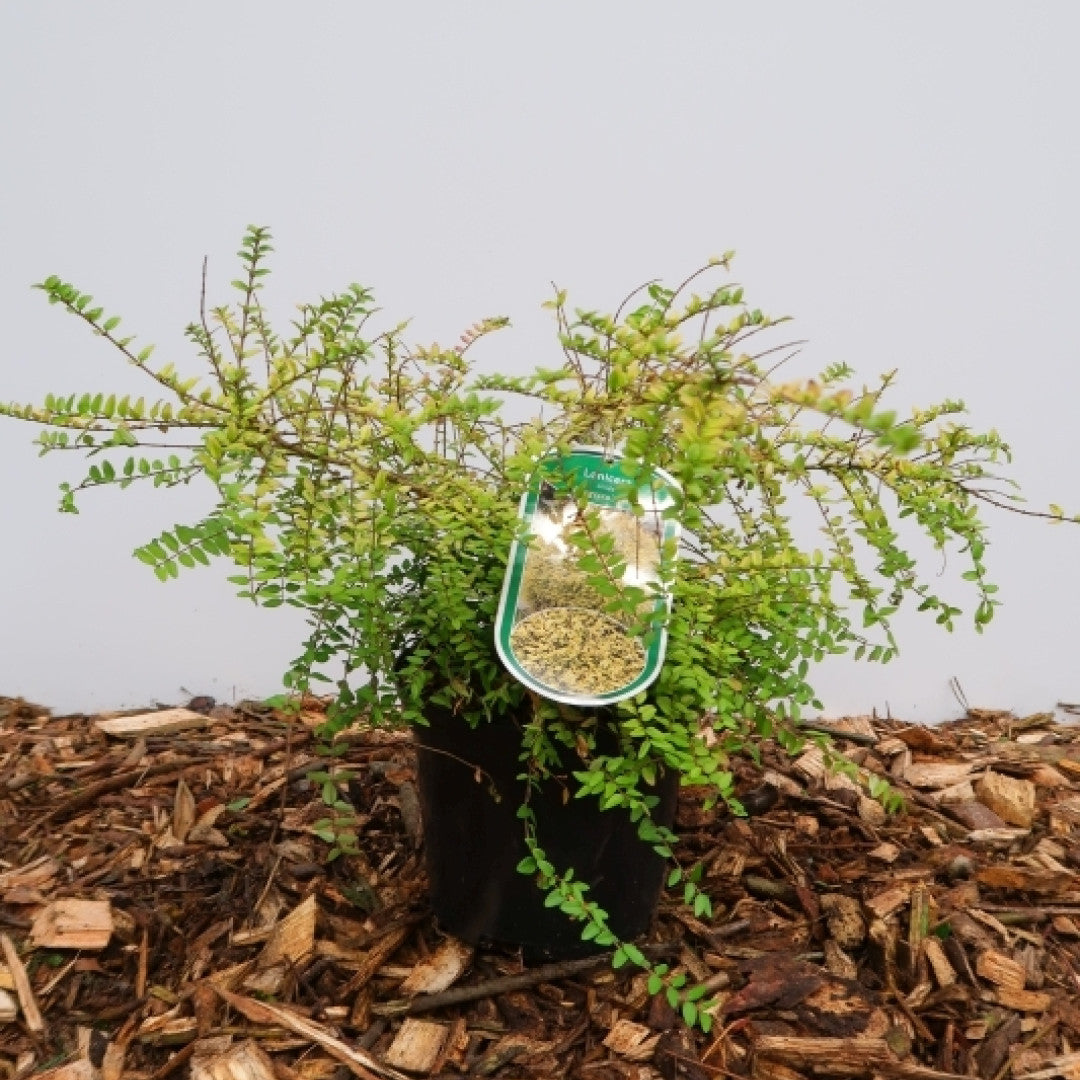 Lonicera nitida 'Baggesen's Gold'
