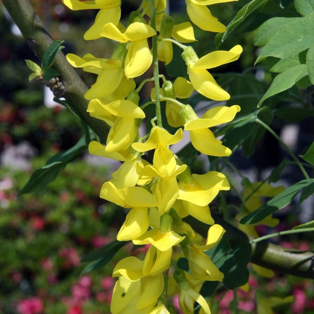 Laburnum watereri 'Vossii'
