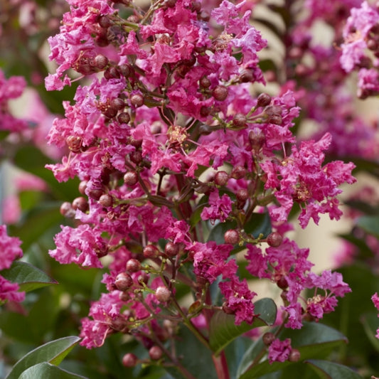 Lagerstroemia indica 'Berry Dazzle'