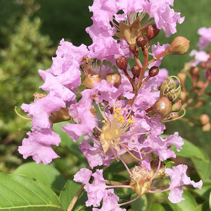 Lagerstroemia 'Muskogee'
