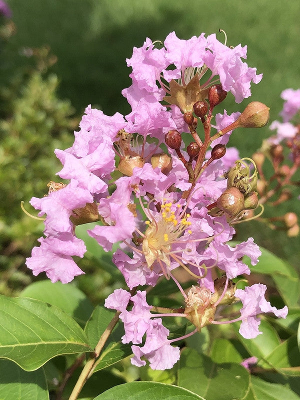 Lagerstroemia 'Muskogee'