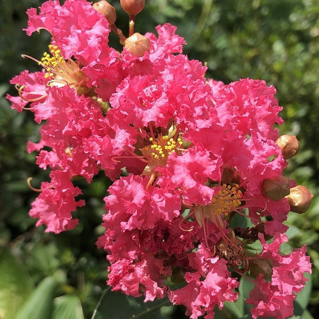 Lagerstroemia 'Tuscarora'