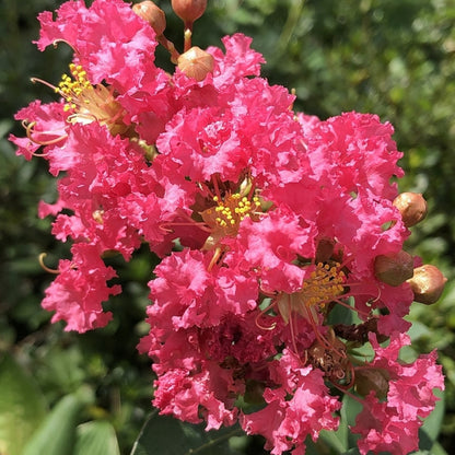 Lagerstroemia 'Tuscarora'