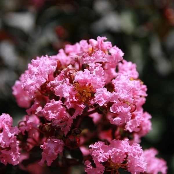 Lagerstroemia indica 'Rhapsody in Pink'