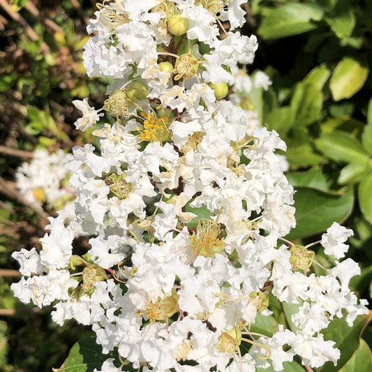 Lagerstroemia 'Natchez'
